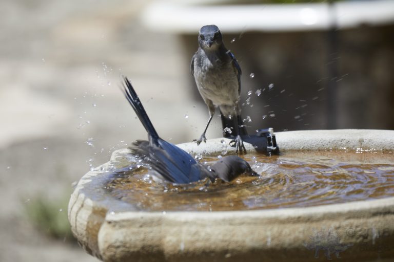 California Scrub Jay Week (Fledglings’ First Bath Series)