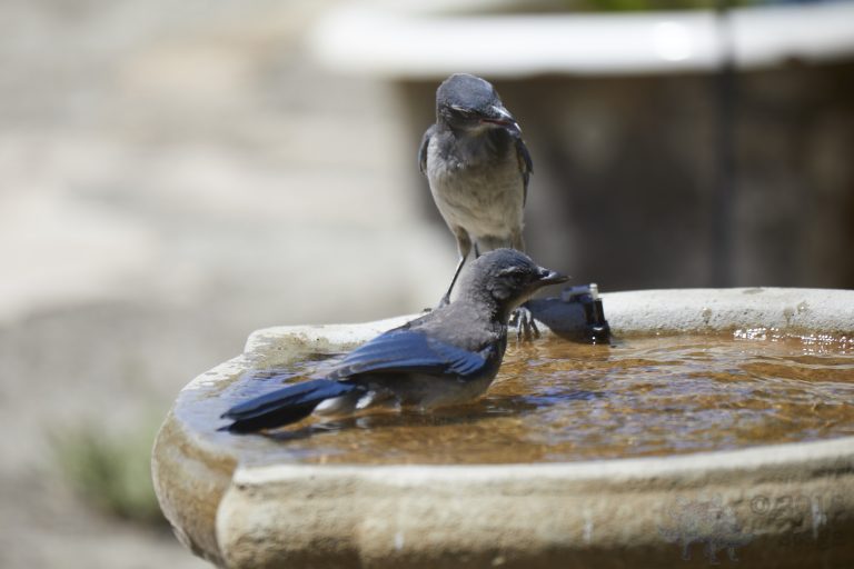 Old School Week: Scrub Jay