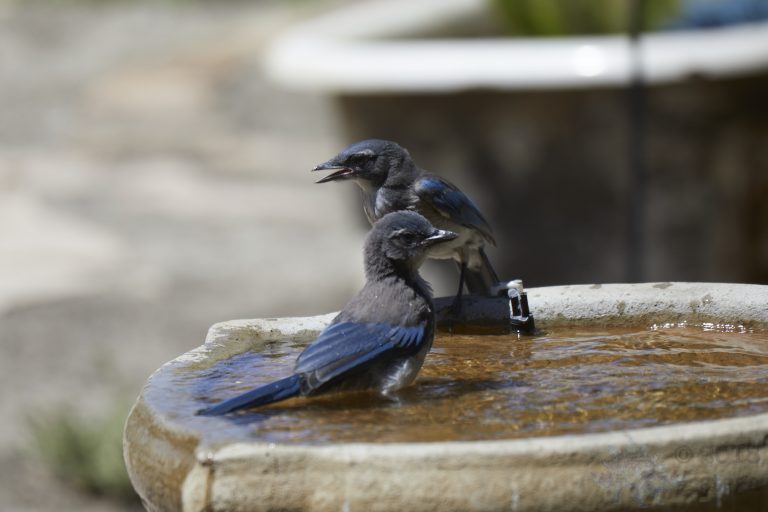 Old School: California Scrub Jay