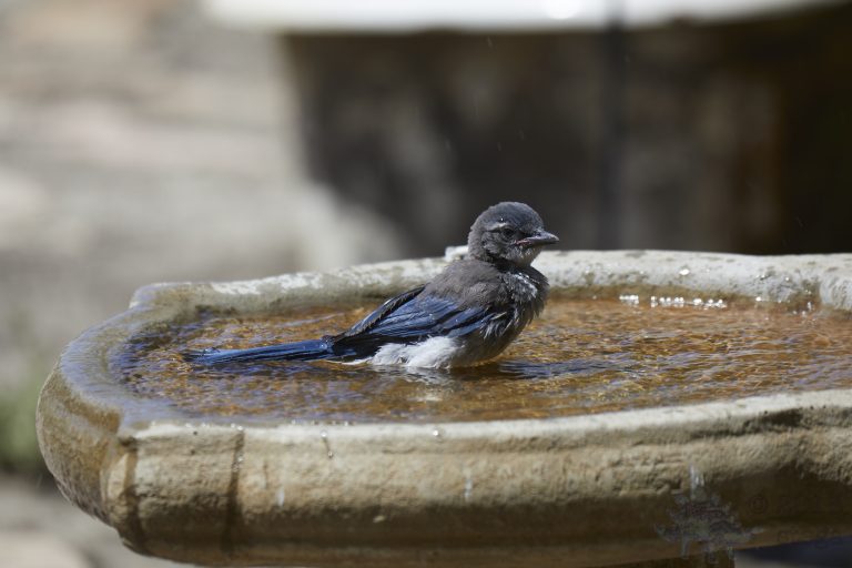 Old School Week: California Scrub Jay