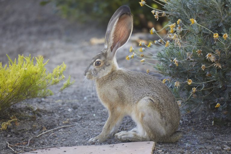 Western Hare Week (Bonus Post)