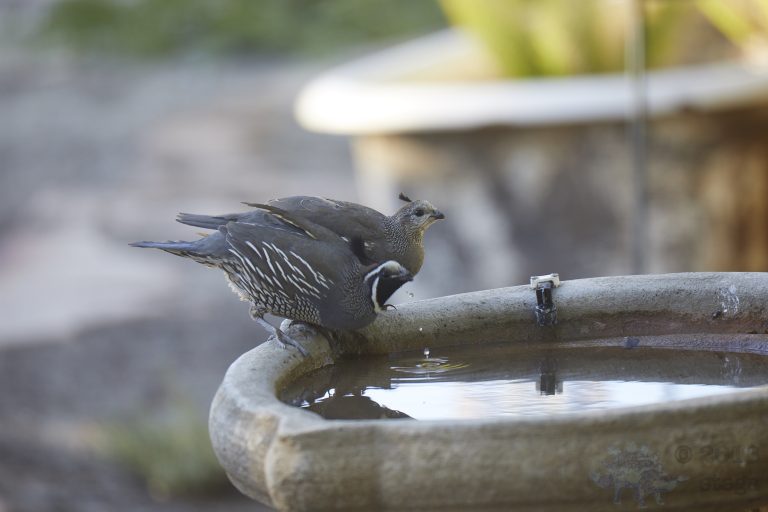 California Quail Week
