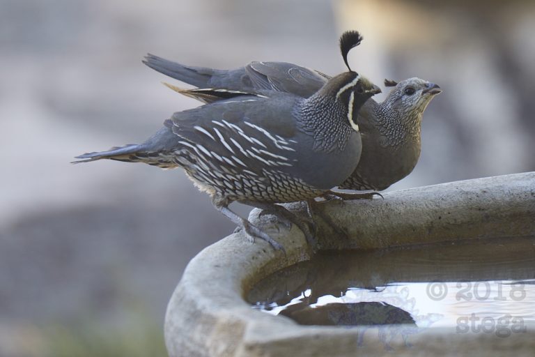 California Quail