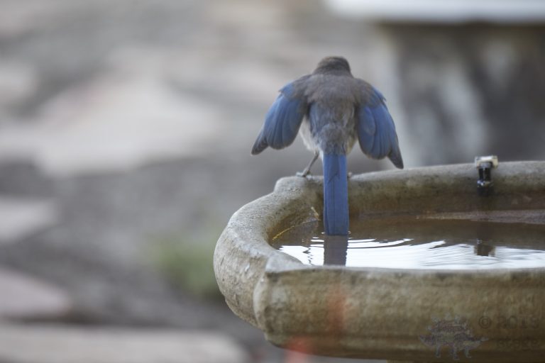End of California Scrub Jay Week