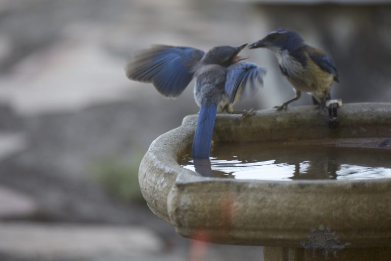 Old School Week: California Scrub Jay fledgling and parent