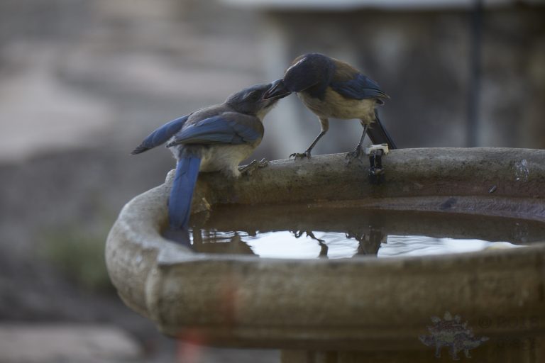 California Scrub Jay Week: Parent and Fledgling (Series)
