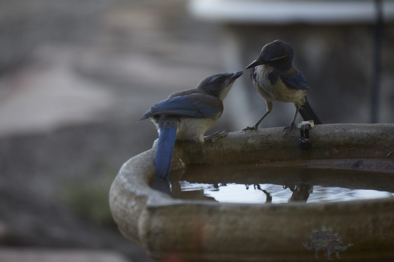 Old School Week: California Scrub Jay fledgling and parent