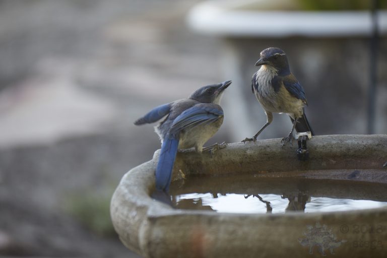Old School Week: California Scrub Jay