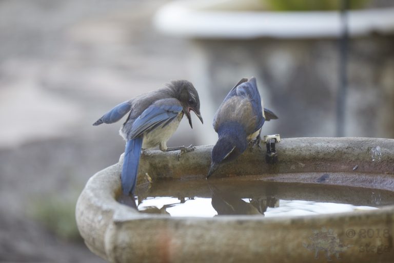 California Scrub Jay Week (Fledgling and Parent Series)