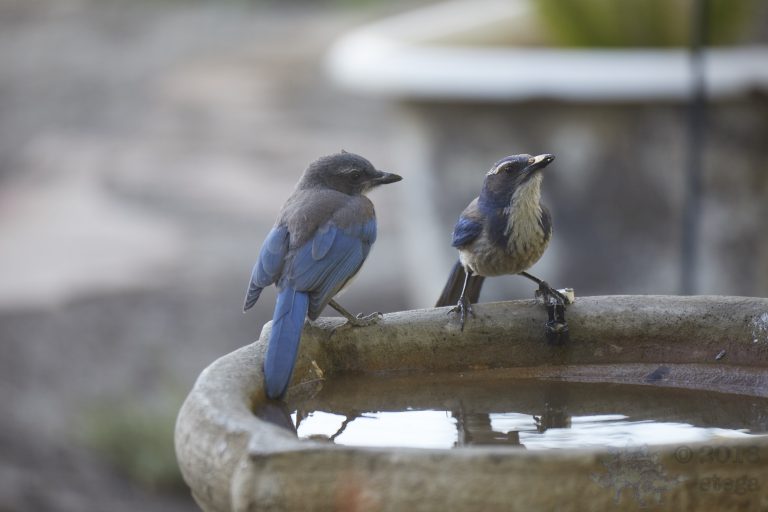 Old School Week: California Scrub Jay