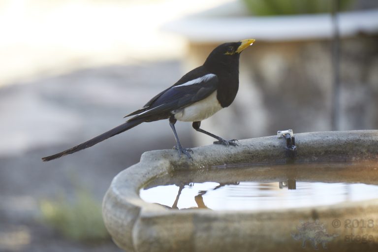 Yellow-billed Magpie