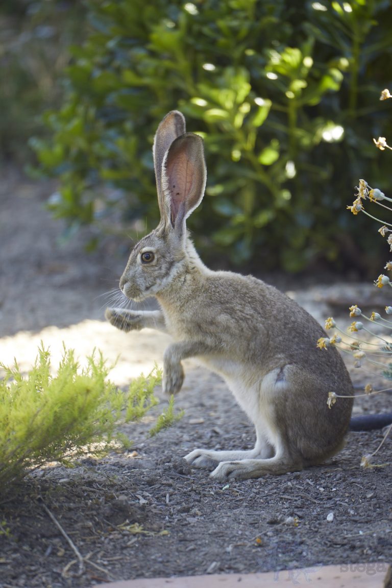 Western Hare