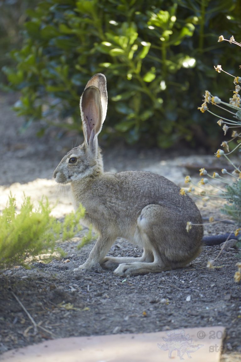 Western Hare Week
