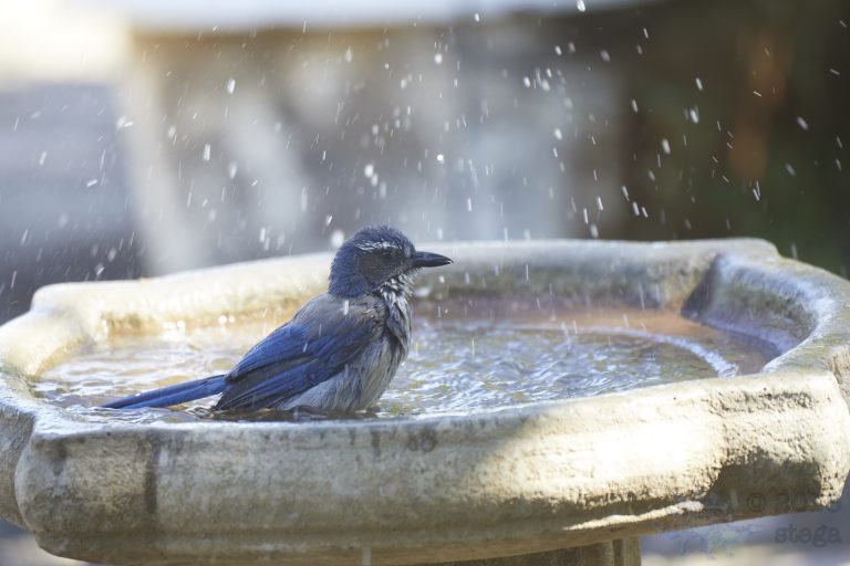 California Scrub Jay Week