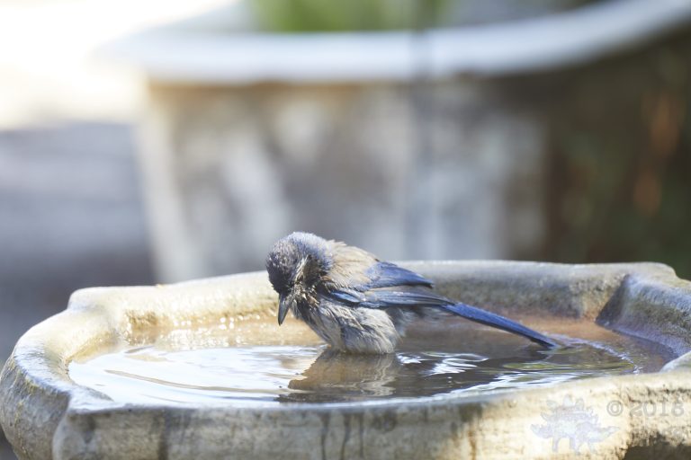 California Scrub Jay Week