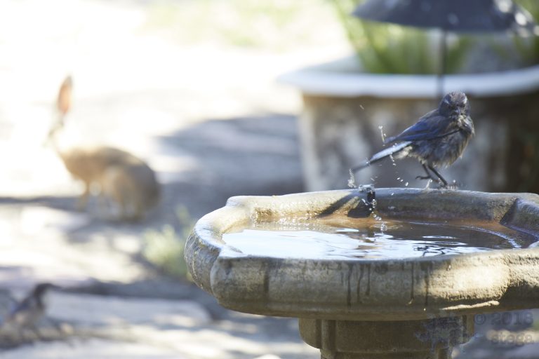 California Scrub Jay and Hare