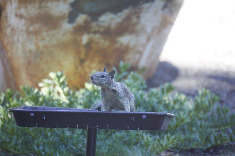 Old School Week: Ground Squirrel