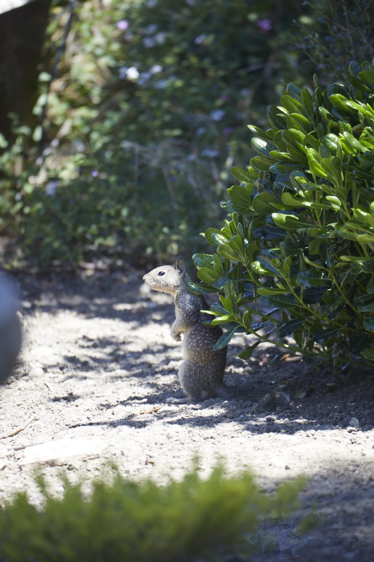Old School Week: Ground Squirrel