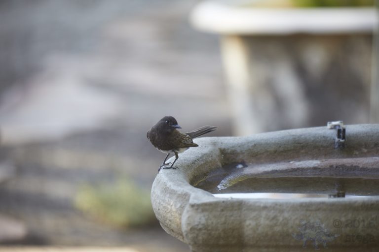 Old School Week: Black Phoebe
