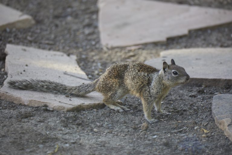 9 Images of Various Young Ground Squirrels Doing Their Thing
