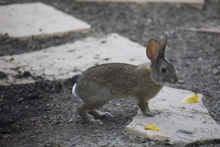 Old School Week: Hare