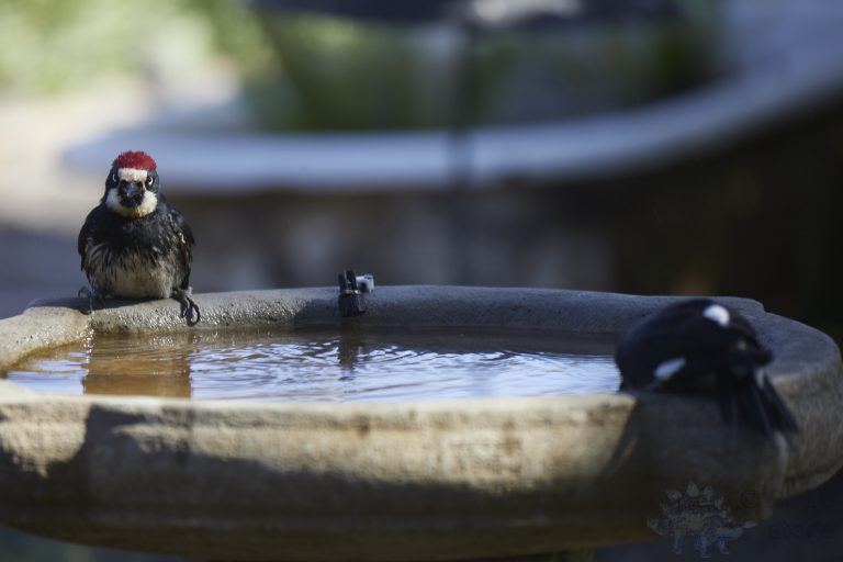 Old School Week: Acorn Woodpecker