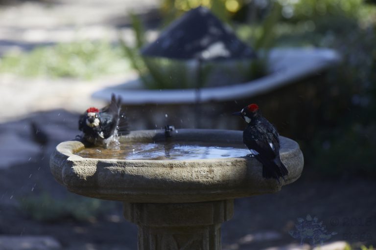 Old School Week: Acorn Woodpecker
