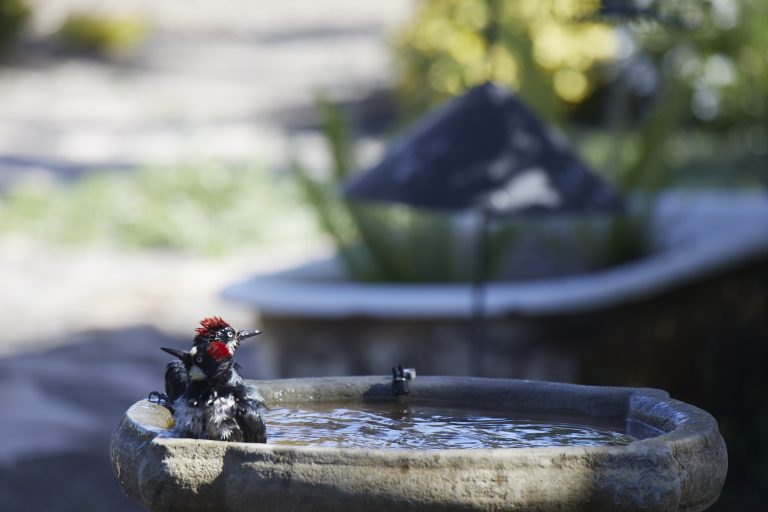 Old School Week: Acorn Woodpecker
