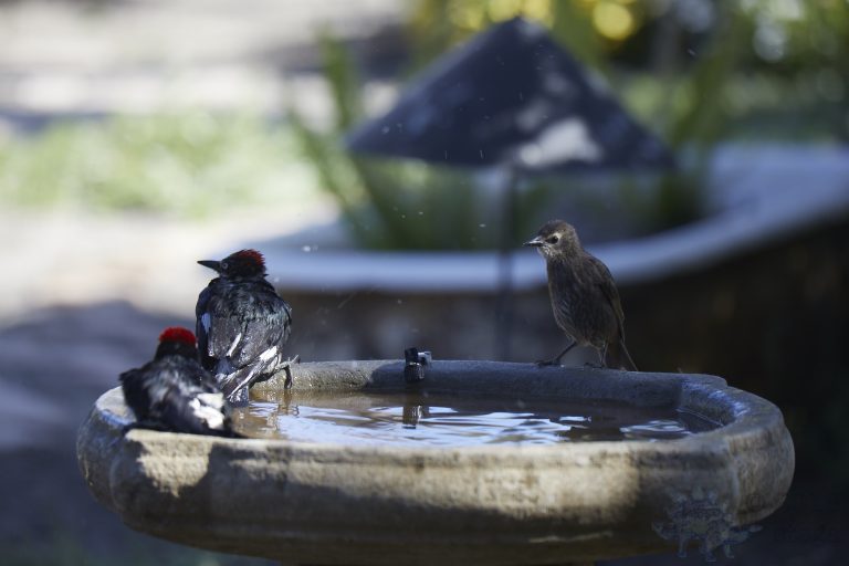 Old School Week: Acorn Woodpecker with Starling