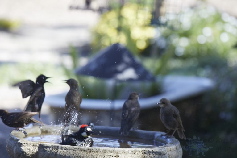 Old School Week: Acorn Woodpecker with Starlings