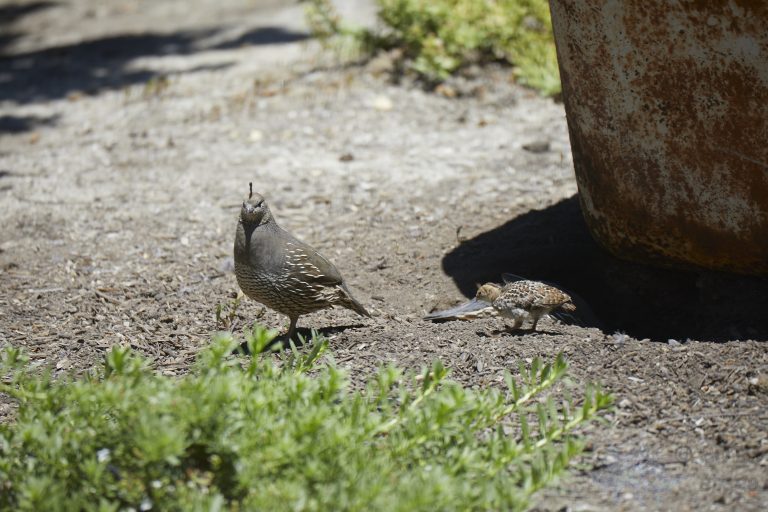 California Quail Week