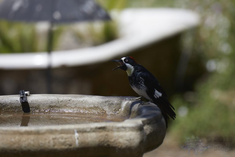 Old School Week: Acorn Woodpecker