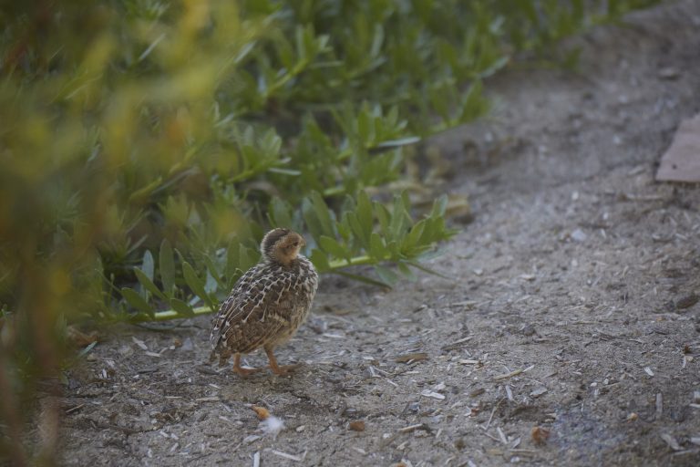 California Quail Week