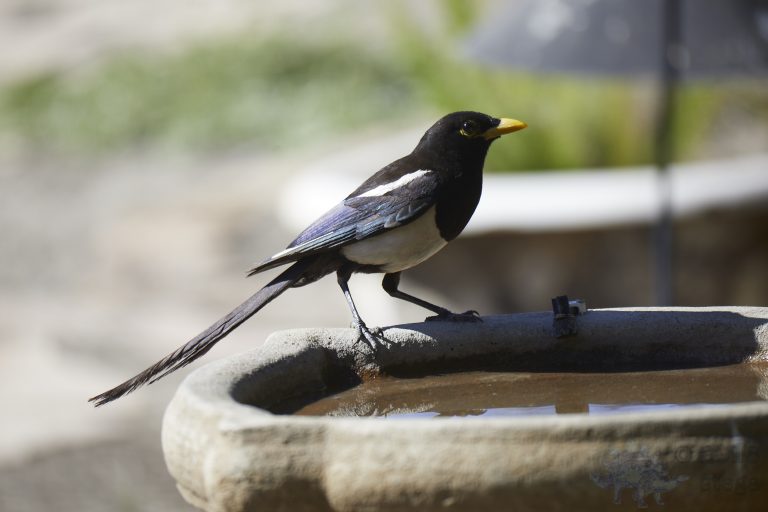 Yellow-billed Magpie