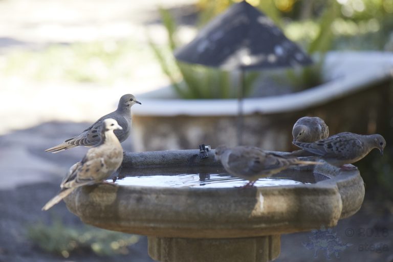 Old School Post: Mourning Dove