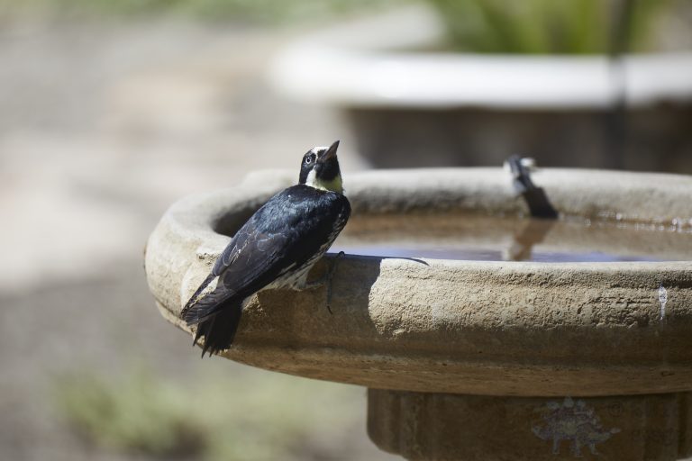 Old School Week: Acorn Woodpecker