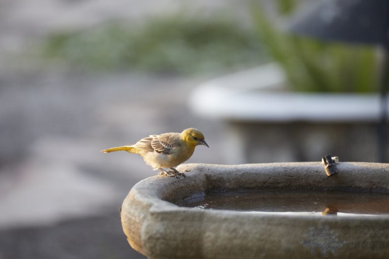 Old School Post: Hooded Oriole