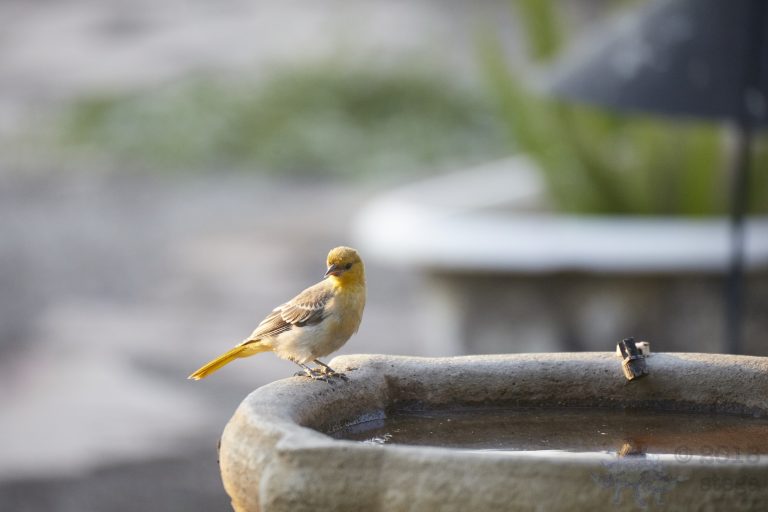 Hooded Oriole