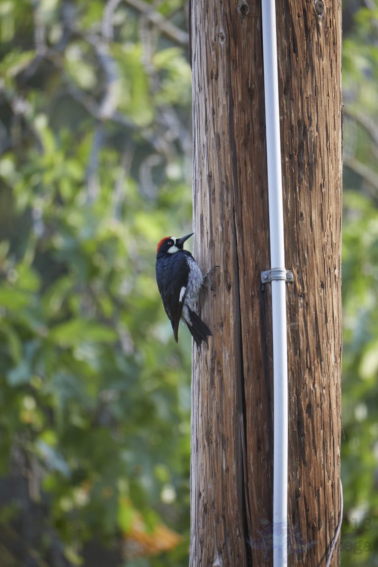 Acorn Woodpecker