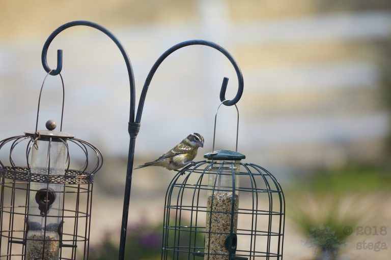 Black-headed Grosbeak