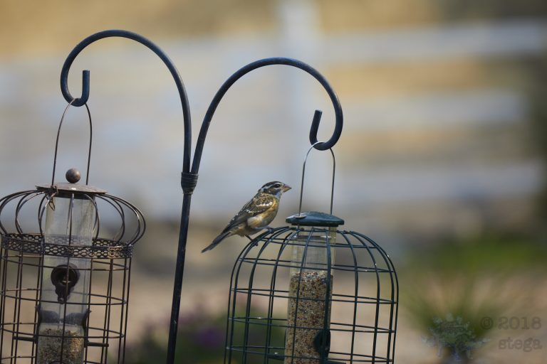 Black-headed Grosbeak