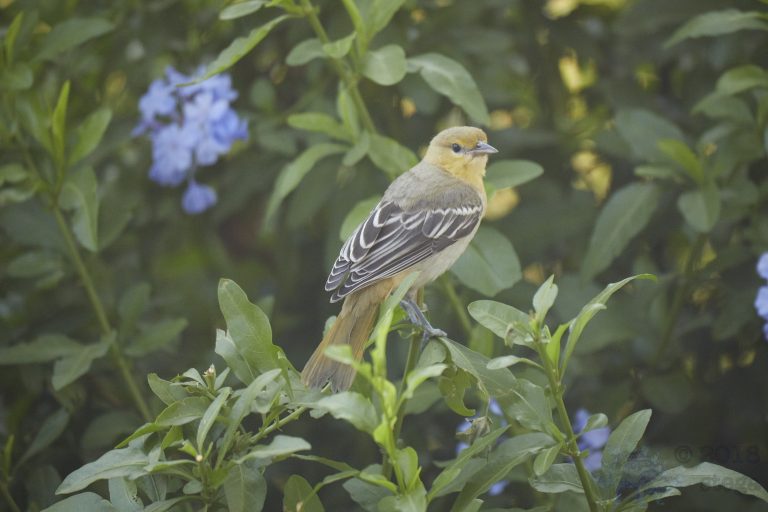Hooded Oriole