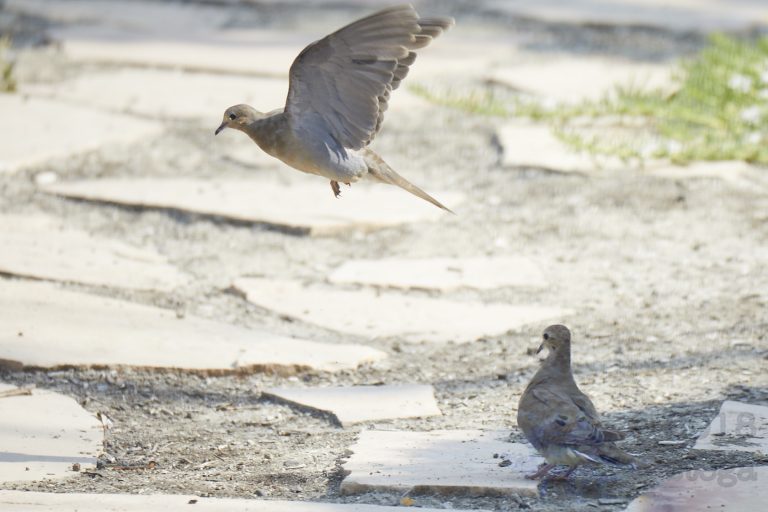Old School Post: Mourning Dove