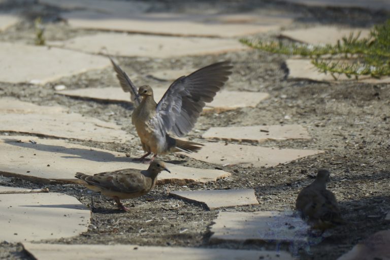 Mourning Dove