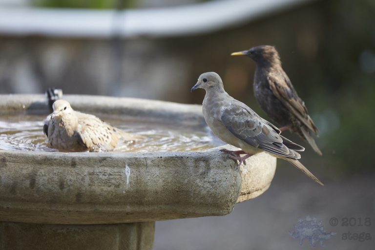 Old School Post: Mourning Dove