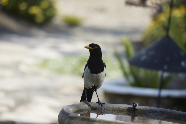 Old School Week: Yellow-billed Magpie