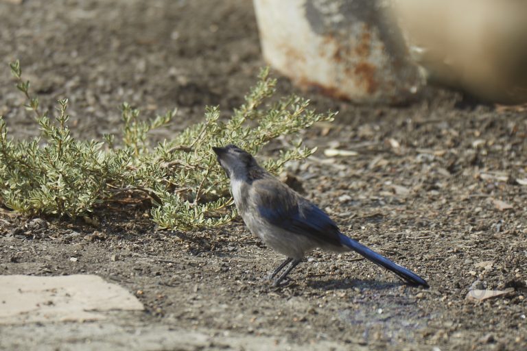 California Scrub Jay