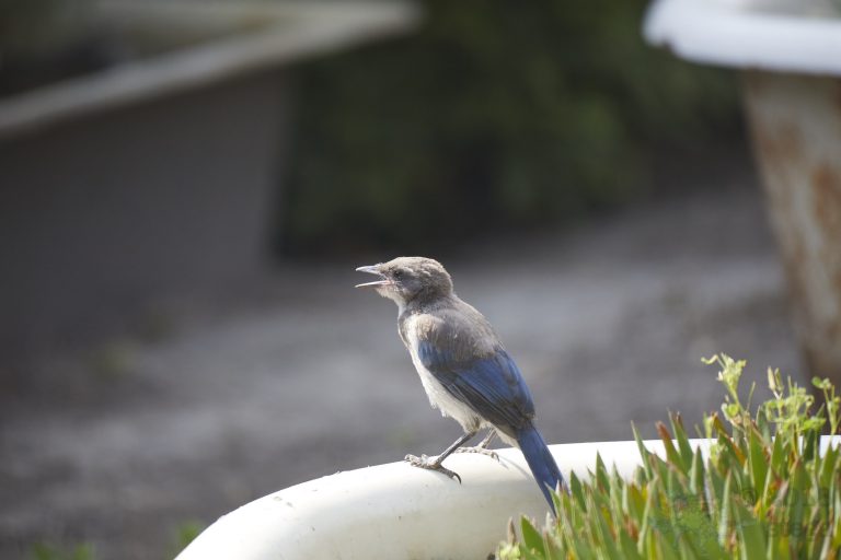 Young California Scrub Jay