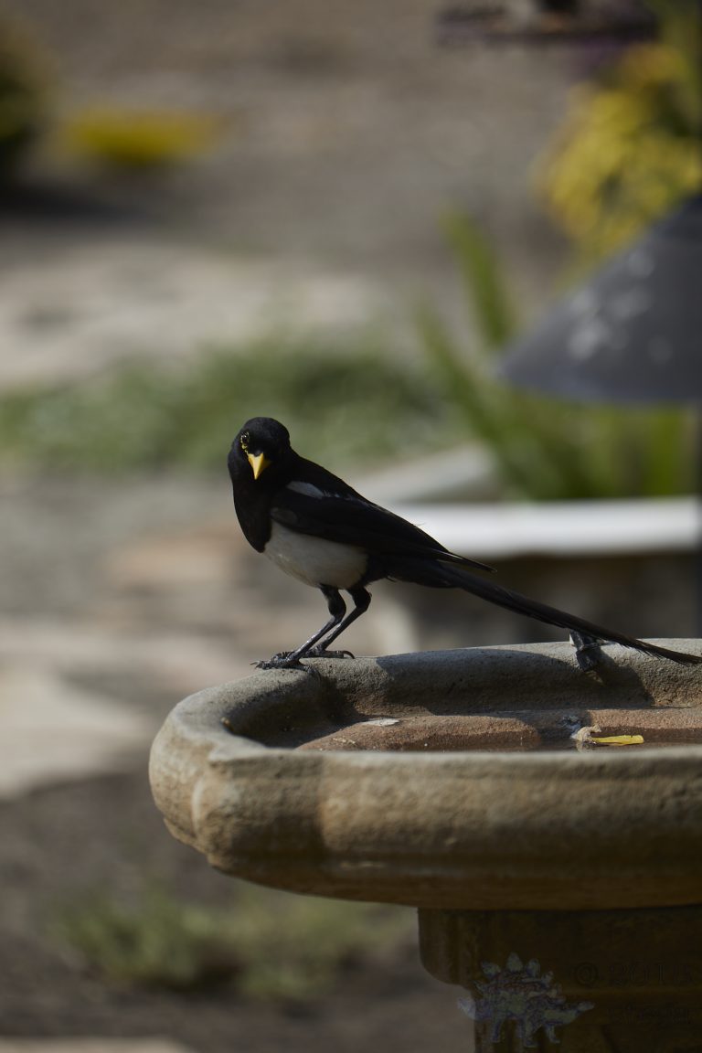 Yellow-billed Magpie (6 Images)