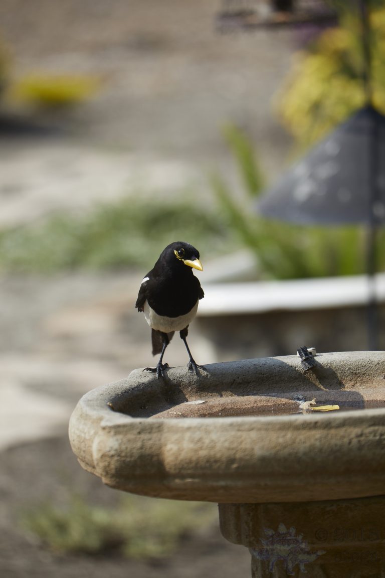 Old School Week: Yellow-billed Magpie